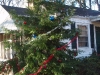 Outside Christmas Tree